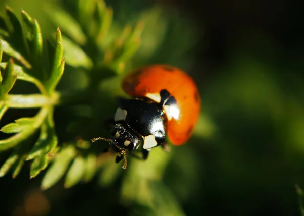 Coccinelle Tachetée Rouge Grimpant Herbe Verte Soleil — Photo