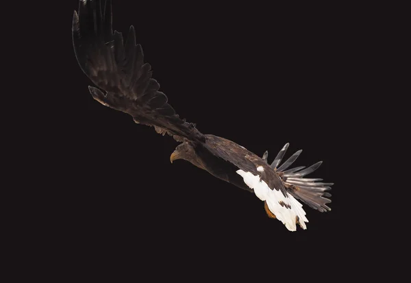 Орел Чорний Літає Серйозно Повний Розмір Ізольовані — стокове фото