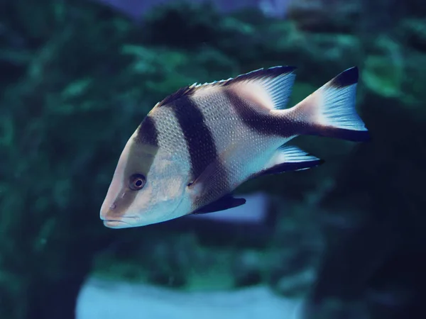 Рыба Большая Темная Потеет Голубом Океане — стоковое фото