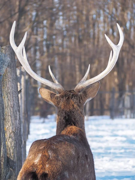 Herten Het Besneeuwde Bos Zon Close — Stockfoto