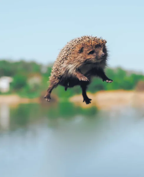 Erizo Volando Aire Sobre Lago —  Fotos de Stock