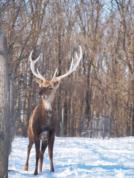 Herten Het Besneeuwde Bos Zon Close — Stockfoto