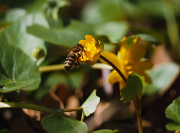 Biene Sitzt Der Gelben Blume Auf Der Wiese — Stockfoto