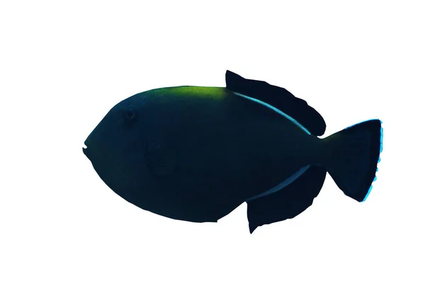 Fish Big Dark Sweaming Isolated White — Stock Photo, Image