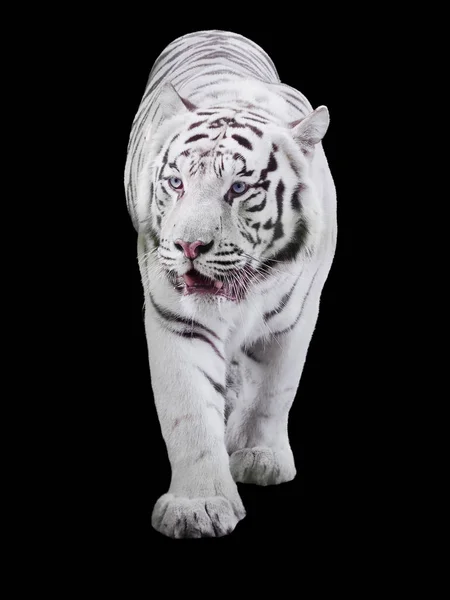 Blanco Tigre Grande Panthera Tigris Bengalensis Caminando Aislado Negro —  Fotos de Stock