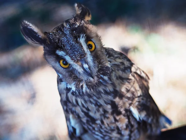 Hibou Assis Sur Banc — Photo