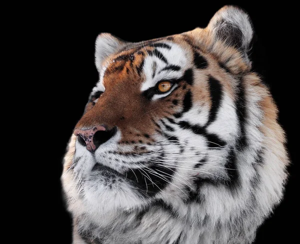 Тигры Головы Яркими Глазами Крупным Планом Изолированы Черном — стоковое фото