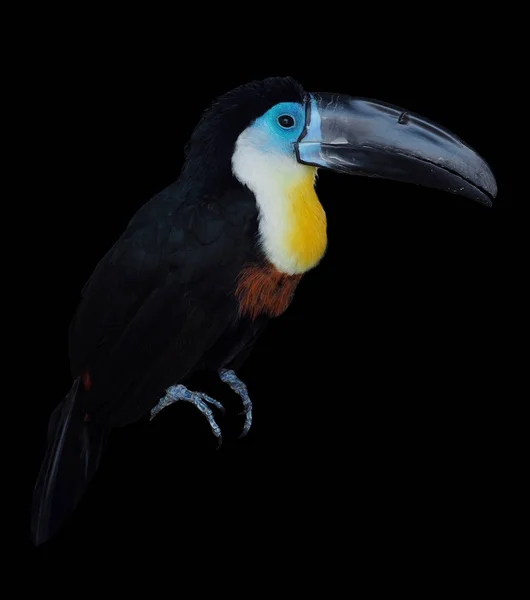 Tucan Sedící Izolované Černé — Stock fotografie