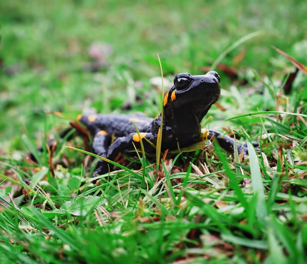 Salamandra Pierre Herbe Verte Dans Les Montagnes Carpatiennes — Photo