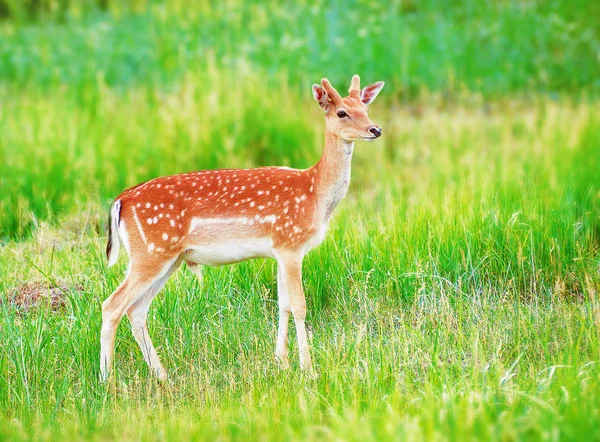 Deer Grass Meadow Cute — Stock Photo, Image