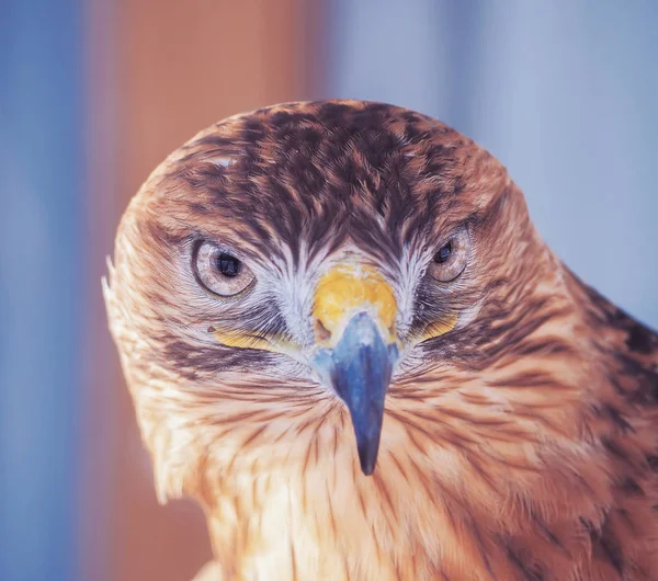 Aigle Brun Grave Tête Gros Plan — Photo