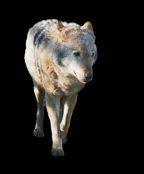 Wolf Standing Grey Full Size Cute — Stock Photo, Image