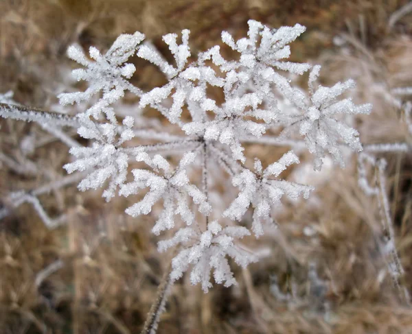冰雪覆盖的冰冻植物心形 免版税图库照片