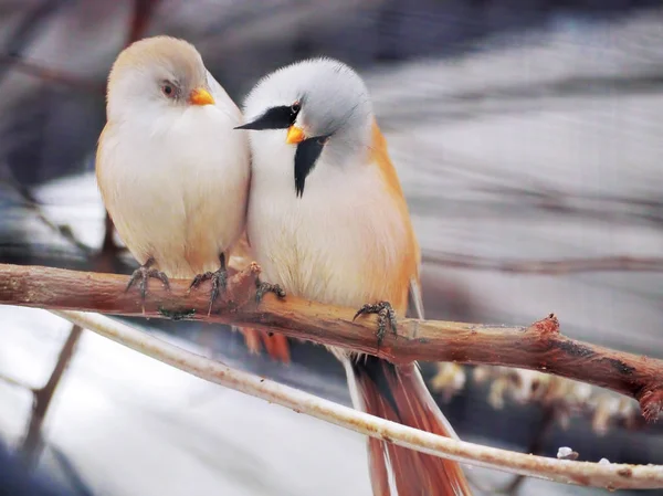 Small Cute White Orange Little Blue Birds Sitting Branch — Stock Photo, Image