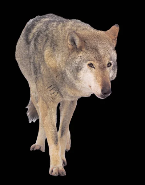 Wolf Running Grey Full Size Cute — Stock Photo, Image