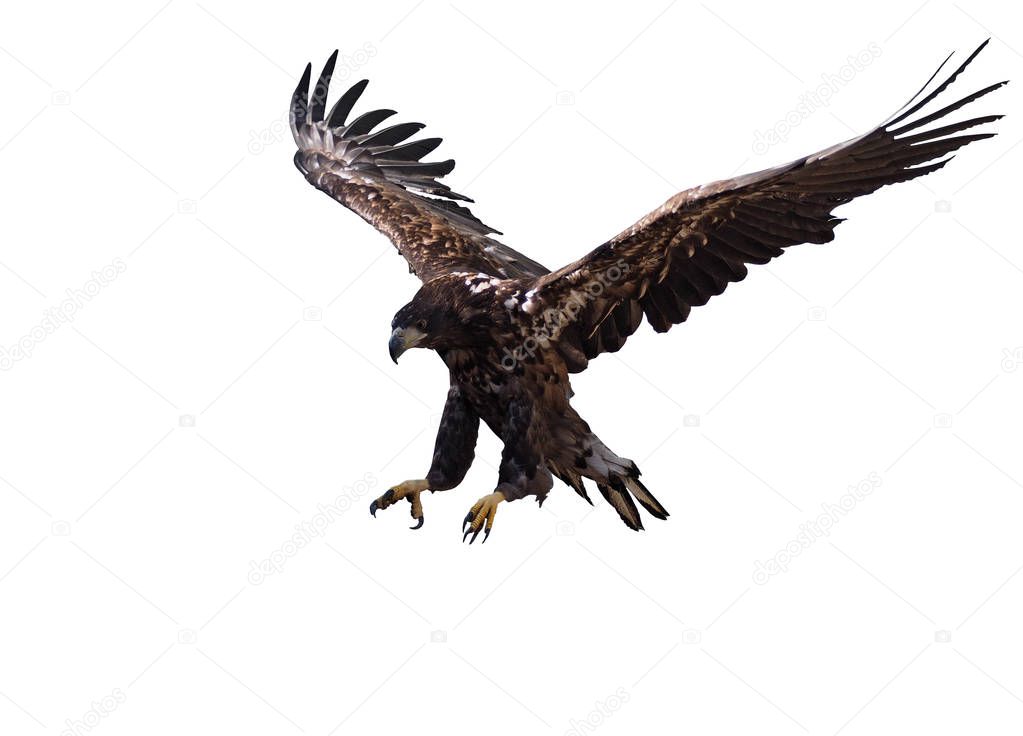 Eagle in flight landing isolated at the white