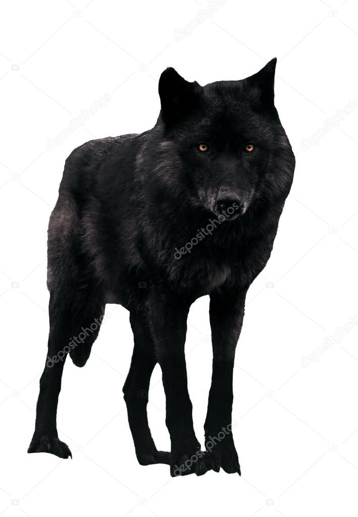 Black wolf looking at camera isolated on white