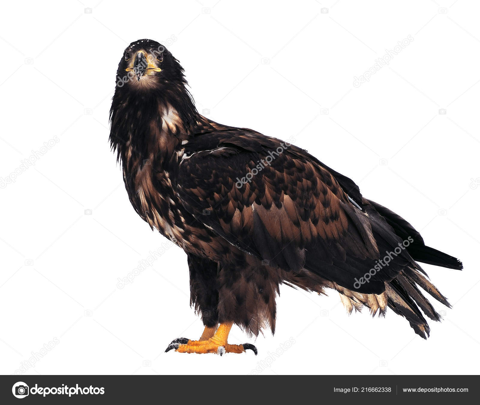 Eagle Standing Full Size Isolated White Stock Photo
