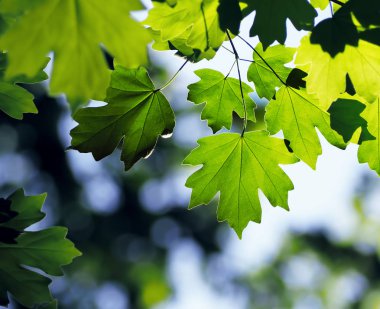 Akçaağaç yaprağı parlak ve renkli
