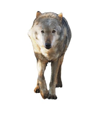 Gri tam boy şirin ayakta kurt