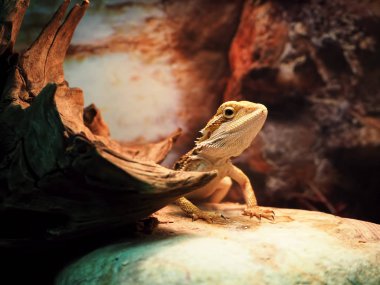 Kertenkele Agamidae kafasına taş yakın çekim