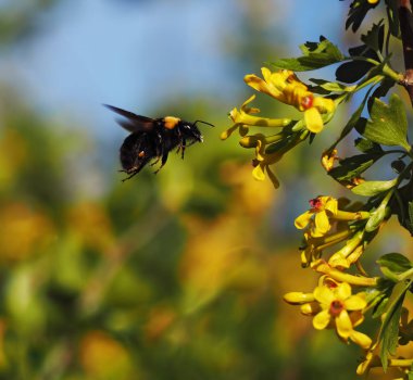Bumblebee Bahçe sarı çiçeklere uçan büyük