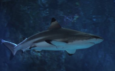 Köpekbalığı, okyanusun tam boyut
