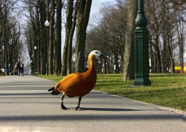 insanlar aracılığıyla parkta kırmızı ördek