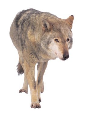 Gri tam boy şirin çalışan kurt