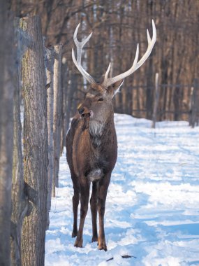 Güneş yakın çekim karlı ormanı geyik