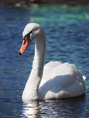 Su yüzme Beyaz Kuğu