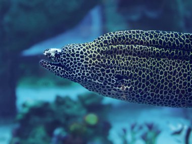 Murena büyük yılan sweaming mavi okyanus