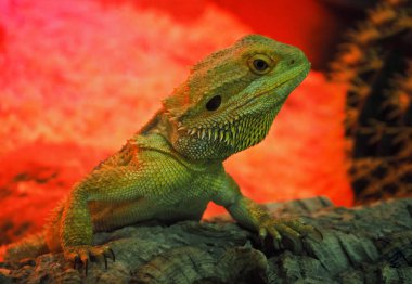 Büyük yeşil kertenkele rom kırmızı cehennem tırmanıyor