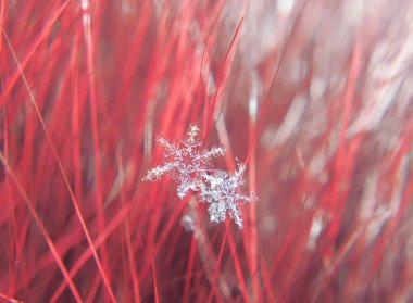 Kar tanesi güzel renkli arka plan makro üzerinde