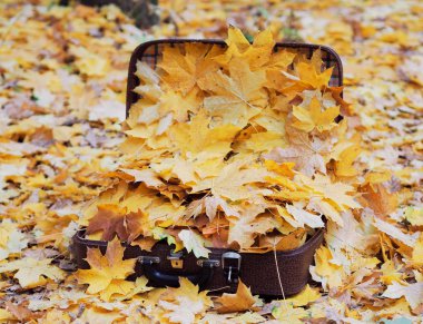 Sarı akçaağaç dolu çanta yere bırakır