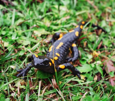 Salamandra taş ve Carpatian Dağları, yeşil çim