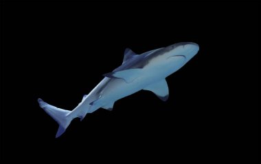 Köpekbalığı tam boyut siyah izole