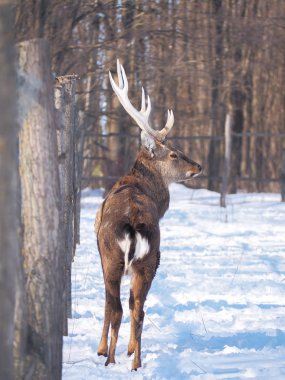 Güneş yakın çekim karlı ormanı geyik