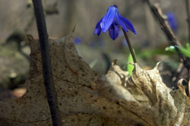 Kardelen güzel su damlası ile mavi