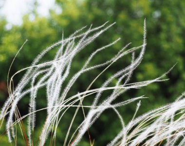 Rüzgarda spikelets beyaz sinek