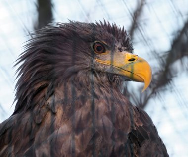 Kartal portre rght yan görünümden