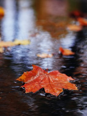 Akçaağaç yaprağı parlak ve renkli