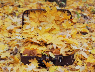 Sarı akçaağaç dolu çanta yere bırakır