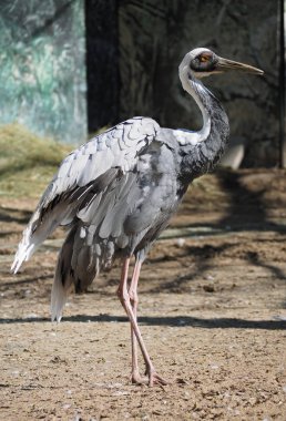 Leylek ince ve güzel