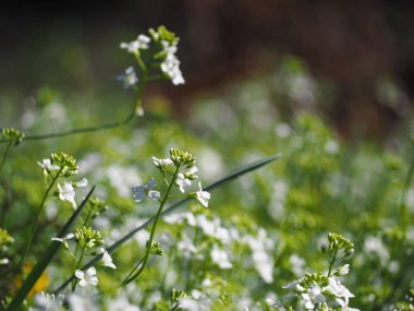 Güneşli çayır, vahşi beyaz çiçekler