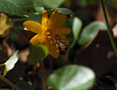 Parlak sarı çiçek çayır uçan arı