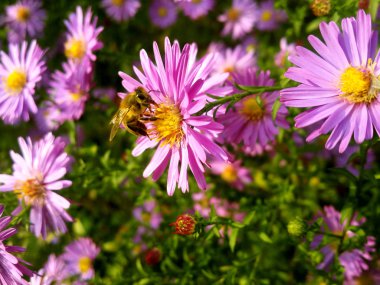 Lila çiçek bahçesinde arı