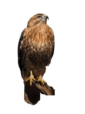 Beyaz izole şahin kartal