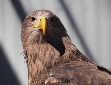 Kartal sarı gagası ile görünümü Kapat