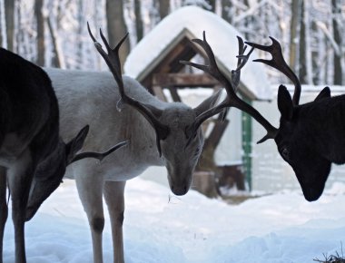 Geyikler erkek, kar hotns ile mücadele